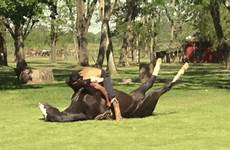 horse yoga cavallo esercizi actually drunk allmystery bizzarre grottesche strane mediation existence animierte