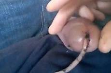 pig pussy eating penis hole into videos