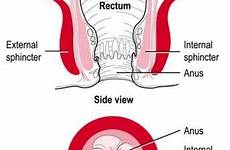 incontinence faecal anus sphincter diagram two involuntary inner
