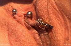 wasp bite tumblr qsbdsm pussy torture bdsm gif experiment qs queensect categories tags twitter movie