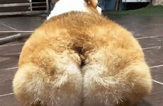 corgi butts corgis thicc omg dog sadanduseless twerkin