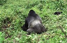 sex gorillas mating