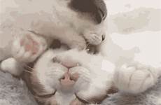 gif licking cat cleaning relaxed gifs lick share tenor