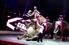 elephant sexy circus