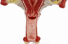 uterus reproductive anatomical educational gynecology teaching