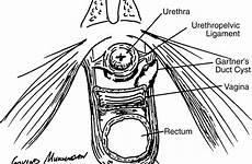 urethra anatomy ligaments sectional vagina rectum