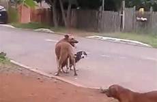 sexo cachorro fazendo rua na