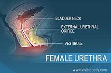 urethra urinary shorter