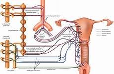 sexual female spinal innervation cord function genitalia men women figure large neurological schema gr3 aorta thelancet