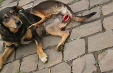 cachorra bestiality estupra cruelty