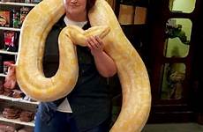 python burmese albino snake snakes huge pretty posing pet comparison vs do funny cute
