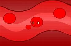 sangre globulos rojos blancos eritrocito riñones células circulación plasma
