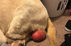 dogs swollen testicles