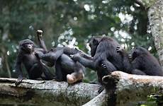 bonobos bonobo female grooming penis monkey chimpanzees chimp apes sex each other primate unusual camaraderie prevails world woman human penetration