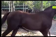 horse breeding mating animals educational animal
