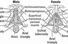 anus perineum anatomy dummies