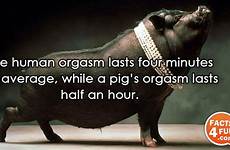 orgasm lasts human four pig hour average minutes half while