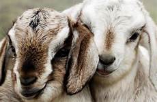 goats animal sheep opposition badass angry bunnies kambing bleat susu
