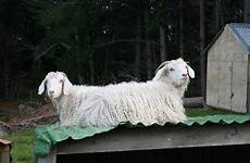 angora mohair goats chevres bio mammal sheeps breeding pxhere easiest