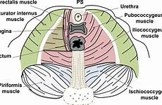 pelvic anatomy diaphragm rg