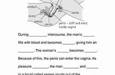 intercourse sexual organs reproductive height