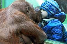 orangutan little zoo animal boy glass when lips moscow animals funny through angry attacks attack kissing kiss being friendly giant
