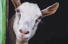 kerb bestiality denmark bans goats bucks fornicate