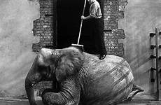zoo vintage london funny animals old interesting elephant photographs 1930s everyday photographies vintages londres un choisir tableau digest there museo