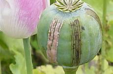 opium opio poppy farmacos opioid afghanistan usadas opiate era medicamentos sanar increase
