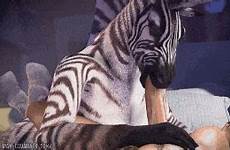 tumblr zebra gif zahira