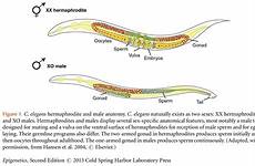 hermaphrodite anatomy elegans male caenorhabditis chapter naturally