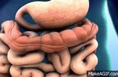 intestine peristalsis motility microbiome bowel