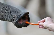 elephant trunk nose smell elephants