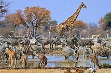 safari african cost namibia planet