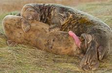 genitals animals identify based these only their bbc earth cow seals mating nine possible