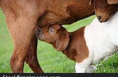 goat nursing mother stockfreeimages
