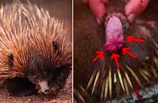 facts head weird headed four male echidnas penises able never get