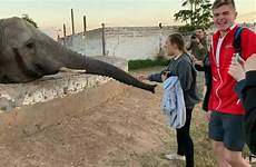 elephant girl slaps face tourist backward viral catapulted wild