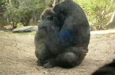 gorilla sex