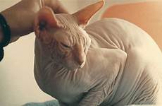 hairless sphinx barakat pets petrescueblog