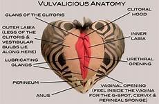 anatomy fabric genitalia