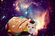 gif cat space cats galaxy hamburger funny tumblr universe burger costume halloween giphy burrito gifs animated outer animal sandwhich silly
