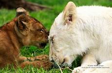 lia elsa lioness south arrives africa special little sapeople sanctuary wildlife lion