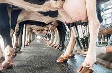 cows nafta renegotiation seeks sour talks milked