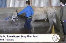 penis horses drop why do training their some dropping