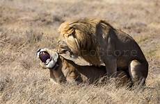 lions tanzania