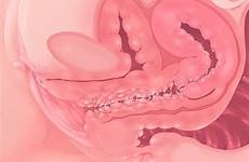 anatomy xray cervix uterus glorious shemale