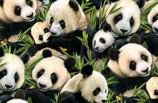 panda pandas 1329 bears studio yd elizabeth yard per