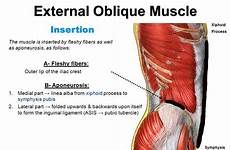 oblique insertion inguinal ligament abdominal physiology