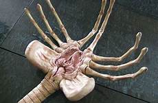 alien facehugger movie wallpaper wallpapers desktop wall preview size click big alphacoders abyss